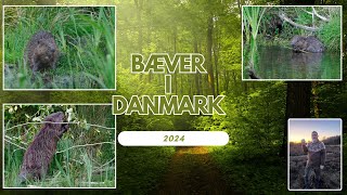 Bæveren i Danmark. /Dansk naturfilm/beaver/bæver/natur/søen/vandløb/bæveren/naturfilm/naturfotografi