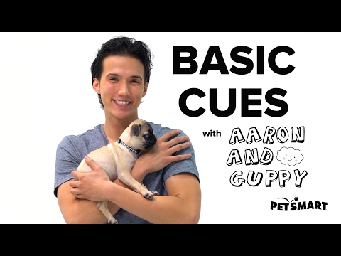 PetSmart Puppy Training: Basic Cues PetSmart Puppy Training: Basic Cues