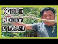 Cómo controlar el crecimiento de una jacaranda/Efrén Mendoza