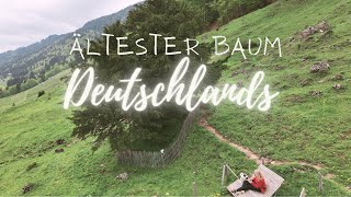 Der älteste Baum Deutschlands - Die alte Eibe von Balderschwang! 🇩🇪