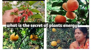 నా plants ఇంత healthy గా ఉండటానికి secret reveale చేస్తున్నాను