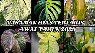 18 JENIS TANAMAN HIAS TERLARIS AWAL TAHUN 2025