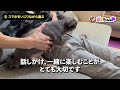 犬にとって泣くほど辛すぎる嫌なこと5選【犬 辛い 行動】