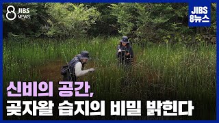 신비의 공간, 곶자왈 습지의 비밀 밝힌다 / JIBS / 제주 / 2023.07.06