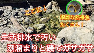 生活排水で汚い潮溜まりと磯でガサガサしてみた【死滅回遊魚】