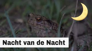 Nachtleven in Maastricht - Nacht van de Nacht