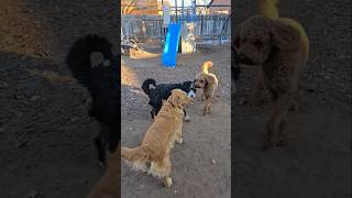 Making Friends 🐶 Phoebe Doodle meets Dudley Golden and Moose Doodle