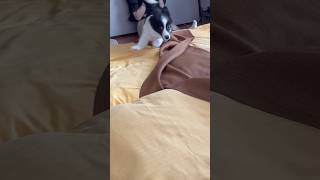 旅行先でテンション爆上がりの子犬 #犬#dog#shorts