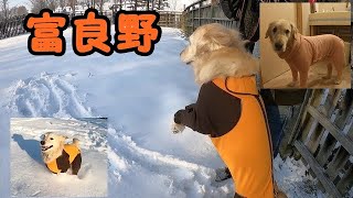 【愛犬と北海道へ行く⑥】富良野のコテージで雪遊び、ゴールデンレトリバーのはっち