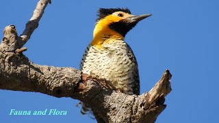 CAMPO FLICKER (COLAPTES CAMPESTRIS), PICA-PAU-DO-CAMPO, It is a large South American woodpecker.