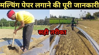 Mulching Paper | मल्चिंग लगाने का सही तरीका | देसी जुगाड़ | किसान के फायदे की पूरी जानकारी 🤑🤑