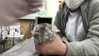 ⑤チンチラの楓ちゃんの治療