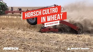 Horsch Cultro in Wheat