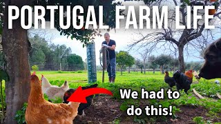 We Couldn't Take It Anymore! Building a New Chicken Coop 🐔 l PORTUGAL FARM LIFE