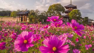 Cosmos at Hokiji temple 法起寺のコスモス（2020/10/30）