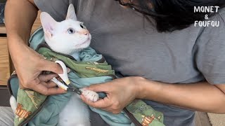 Cute kitten hides his face because he is afraid of having his nails clipped