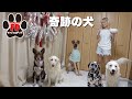 奇跡は本当に起きると身をもって実証したグレートデン子犬！