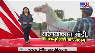 Special Report | सारंगखेड्यात ऑडी, बीएमडब्लूपेक्षाही घोडे महाग -tv9