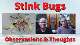 Invasive Stink bugs July 6th 2022