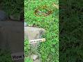 lets catch this beautiful pet chakorpartridge chick | #shorts #viral #shortsviral #birds #pets