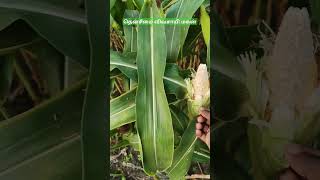 90வது நாள் சோளம்🌽 #agriculture #farming #food #corncultivation #music #villagelife #farmer #love