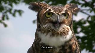 Nature's Perfect Assassin - The Owl's Hunting Secrets Revealed