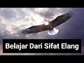 Kisah Inspiratif Belajar Dari Karakter Burung Elang || Inspirasi Kehidupan