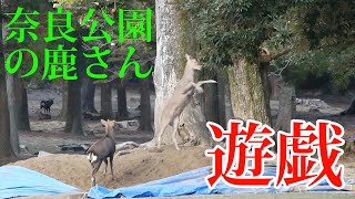 奈良公園 鹿 ブルーシートを見るとはしゃぎたくなる 【奈良のシカ】