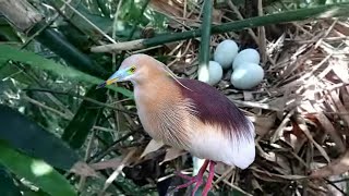 বক পাখির ডিম | বগের ডিম | বগ পাখির বাসায় ডিম | Heron Bird Egg | Heron Bird Nest