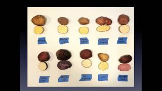 2022 Dry Farmed Potato Variety Trials Research Updates