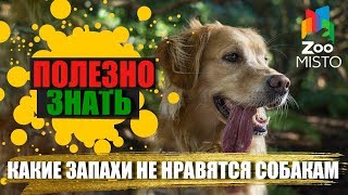 Полезно знать с ZooMISTO | Какие запахи не нравятся собакам