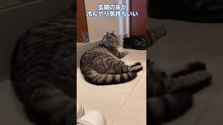 アメショーさんと黒ねこさん、玄関の床が冷んやりして気持ちいい #shorts