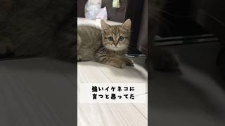 【成長記録】イケメン子猫の3年後の姿に目を疑った…  #shorts