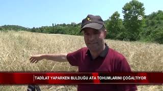 Tadilat yaparken bulduğu ata tohumlarını çoğaltıyor 🌱