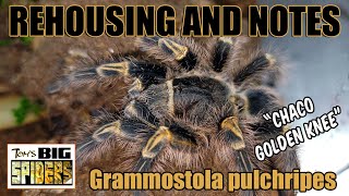 Grammostola pulchripes \