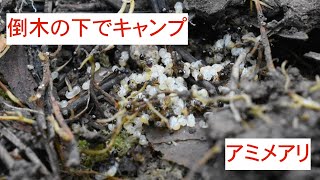 もっとアミメアリに鰹節を与えてみた　Pristomyrmex punctatus