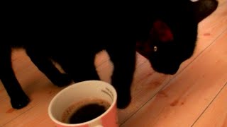 コーヒーに砂かけする猫