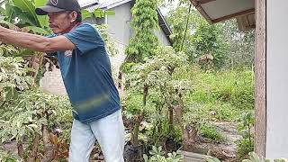 Pruning  bonsai Randu  Varigata