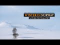 Musk ox photography, Dovrefjell 2022 || Wildlife Photography (Winter in Norway part three)