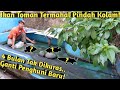 KURAS KOLAM TOMAN UNIK, CEK KONDISI, PINDAHKAN & ISI IKAN BARU HASIL BELI