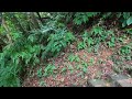 hiking in taiwan 50 curve mountain taipei neihu district 4k uhd pov asmr relaxing pov walk