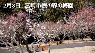 宮崎市民の森の梅園に梅の花を見に行きましたけど途中で買ったコンビニ弁当のゴハンが硬くてガッカリ