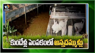 కుందేళ్ళ పెంపకం లో అన్నదమ్ముళ్లు | Rabbit Farming | Matti Manishi | 10TV Agri