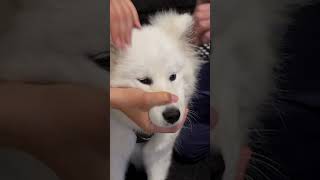 PUPPY CAN'T TURN NECK 😱Animal Chiropractor