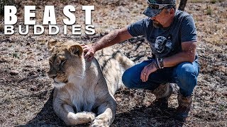 My 600lb Lion Could Attack Me At Any Moment | BEAST BUDDIES