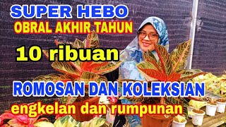 SUPER HEBOH OBRAL AKHIR TAHUN HARGA 10 RIBUAN ROMOSAN DAN KOLEKSIAN#tanamanhias