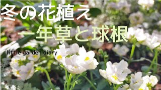 【ガーデニング】冬の花植え／ネメシア、ストックなどの一年草／水色のムスカリ、クロッカスの球根