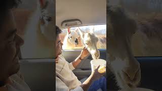 Lazy 5 ranch safari #youtubeshorts #usa #travel #nc #shorts #zoo #safari