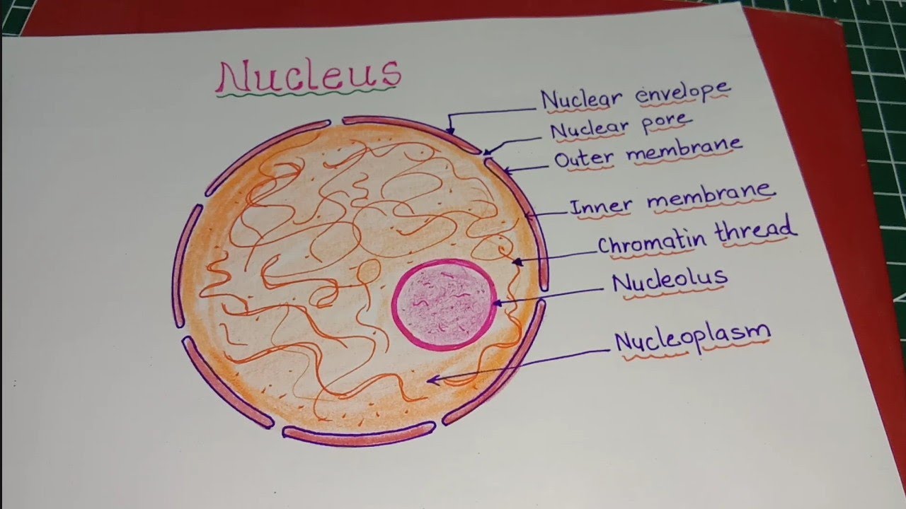 Typical Structure Of Nucleus