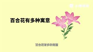 百合花寓意